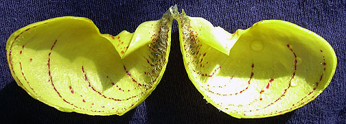 pubescens split apart